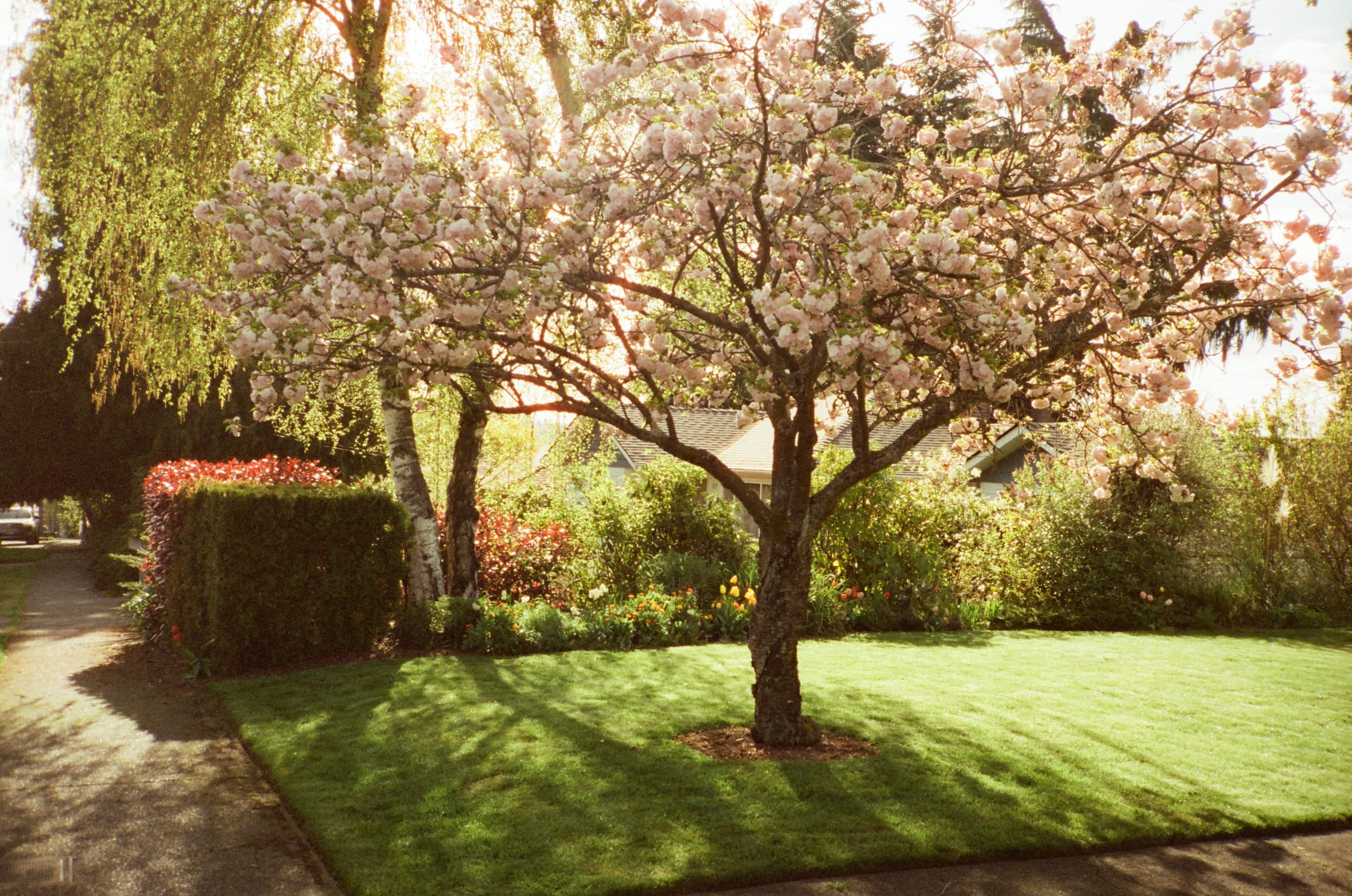 cinestill400_contaxt2_seattle_0426_0526_015